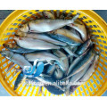 Frozen Sardine Fish